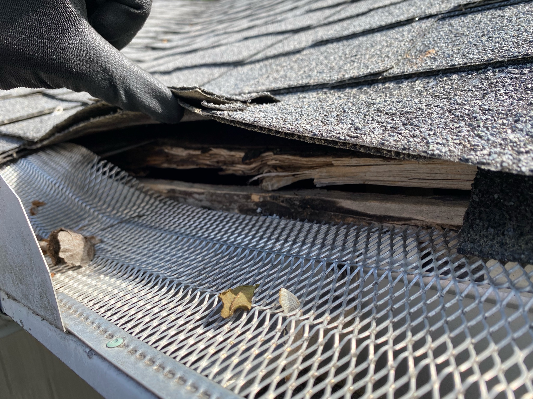 Exposed Roof-Edge Wood Above a Gutter Guard A gloved hand lifts asphalt shingles to reveal deteriorated wood above a metal mesh gutter guard.