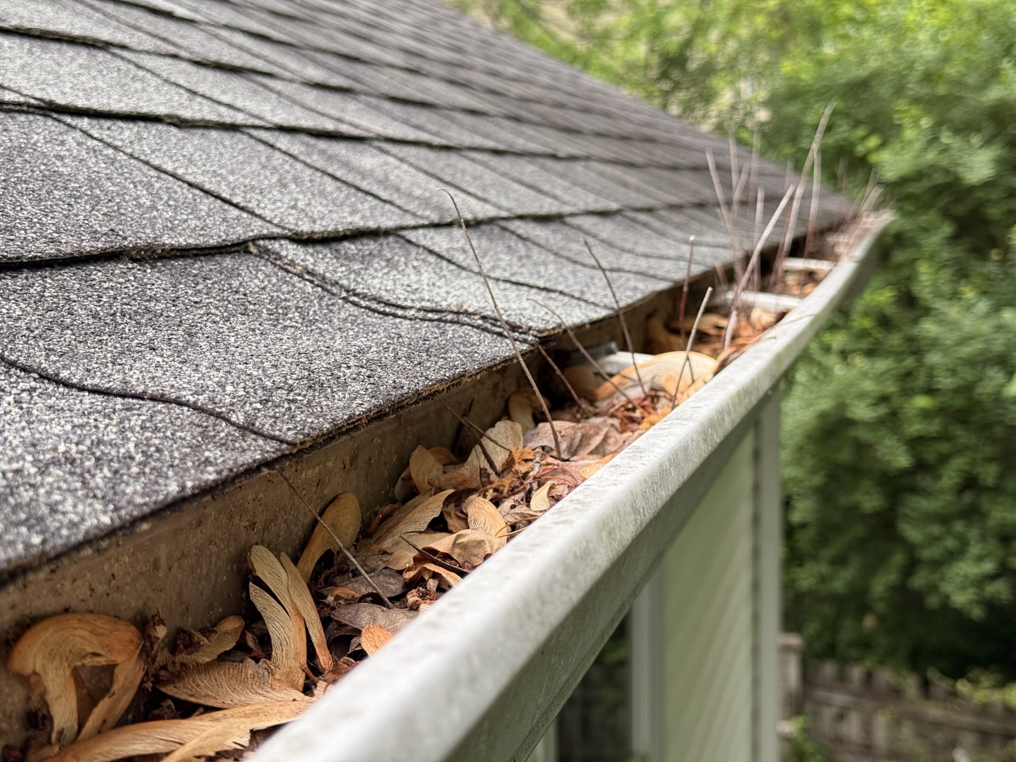 Pollen and Debris buildup and dry leaves clog a gutter below an asphalt roof.