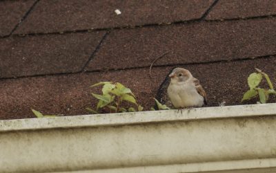 Signs You Need Gutter Replacement This Season