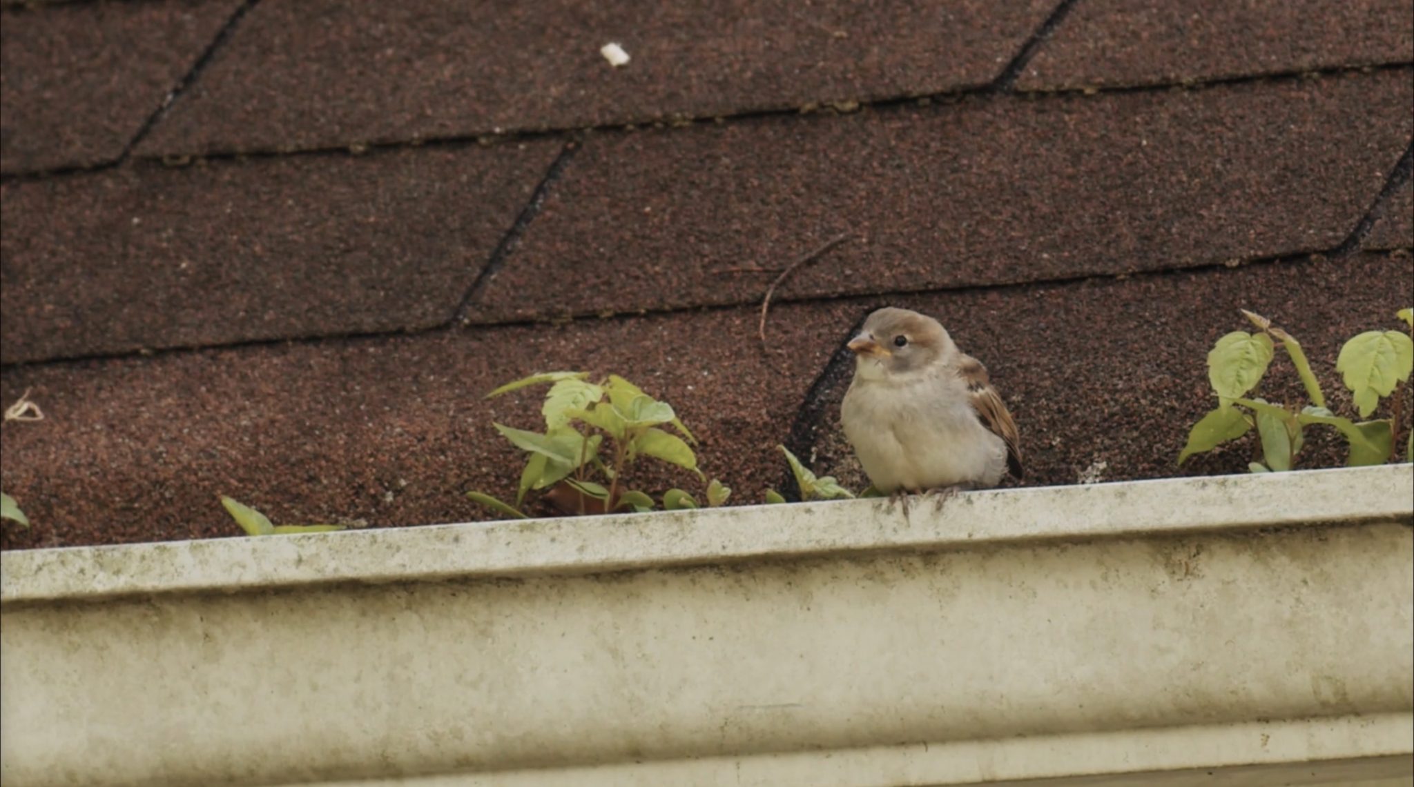 Gutter replacement Knoxville TN example of a gutter with plant growth and debris buildup along the roof edge.